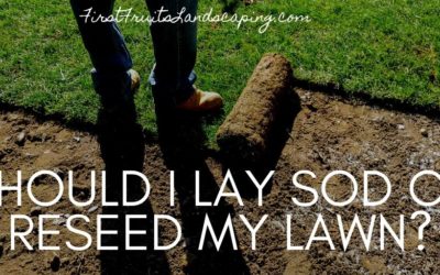 Should I Lay Sod or Reseed My Lawn?