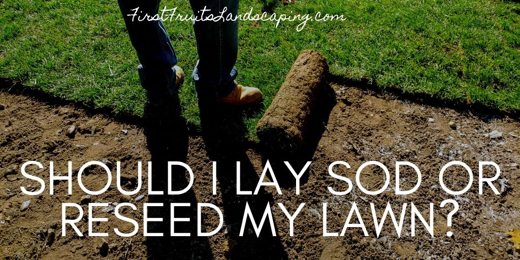 Should I Lay Sod or Reseed My Lawn?