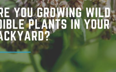 Are You Growing Wild Edible Plants in Your Backyard?