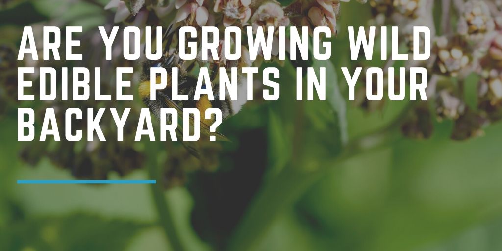 Are You Growing Wild Edible Plants in Your Backyard?