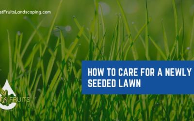 How to Care for a Newly Seeded Lawn