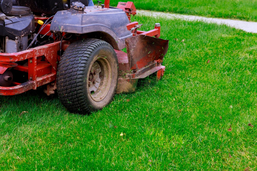 How to Care for a Newly Seeded Lawn
