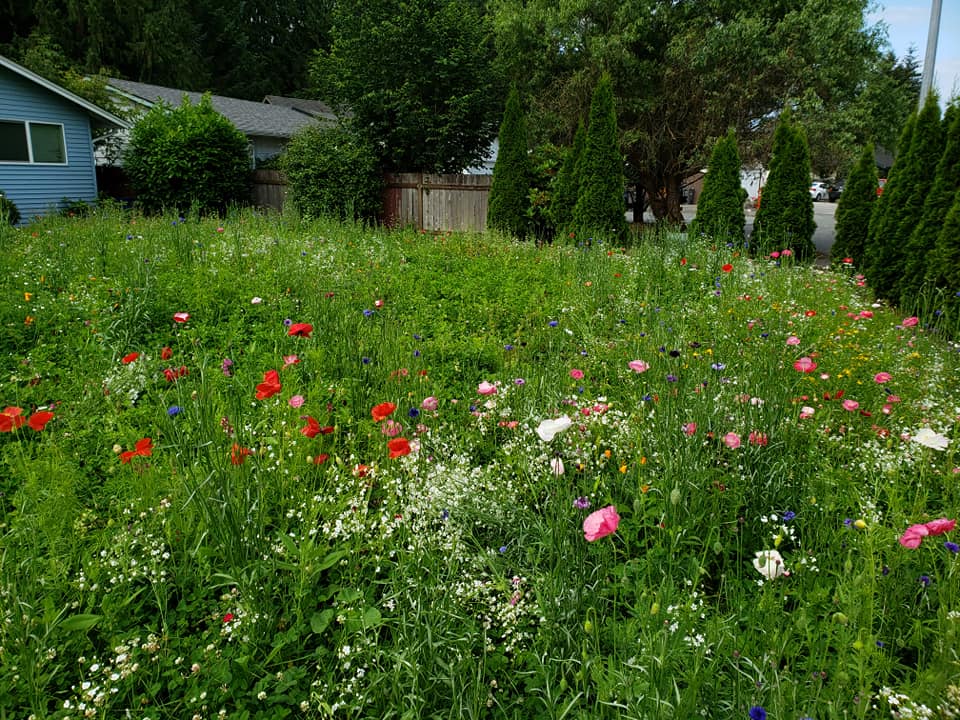 wildflower lawn