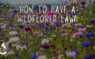How to Have a Wildflower Lawn