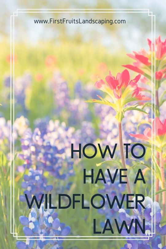 How to Have a Wildflower Lawn