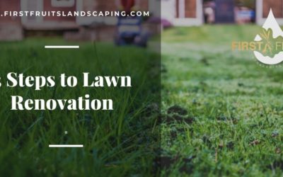 3 Steps to Lawn Renovation