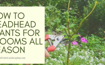 How to Deadhead Plants for Blooms All Season