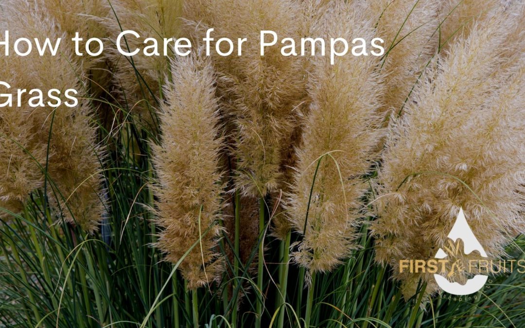 How to Care for Pampas Grass
