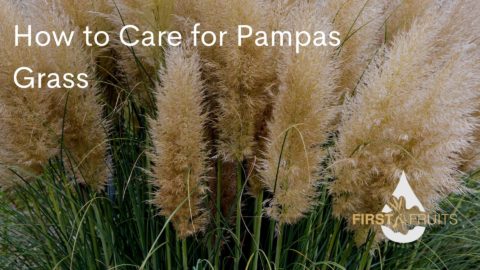 How To Care For Pampas Grass - FirstFruits Landscaping