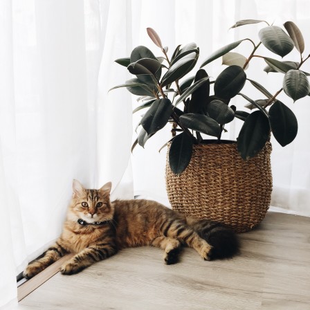 Plants that are Harmful to Pets