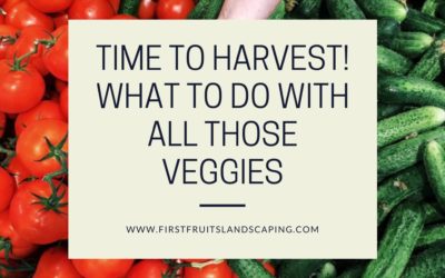 Time to Harvest! What to Do With all Those Veggies