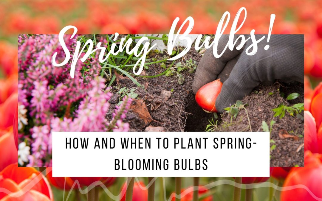 How and When to Plant Spring-Blooming Bulbs