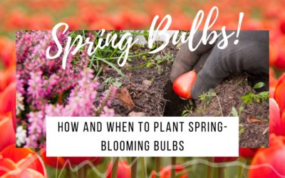 How and When to Plant Spring-Blooming Bulbs