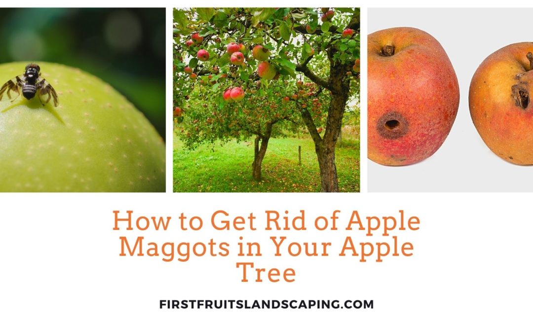 How to Get Rid of Apple Maggots in Your Apple Tree