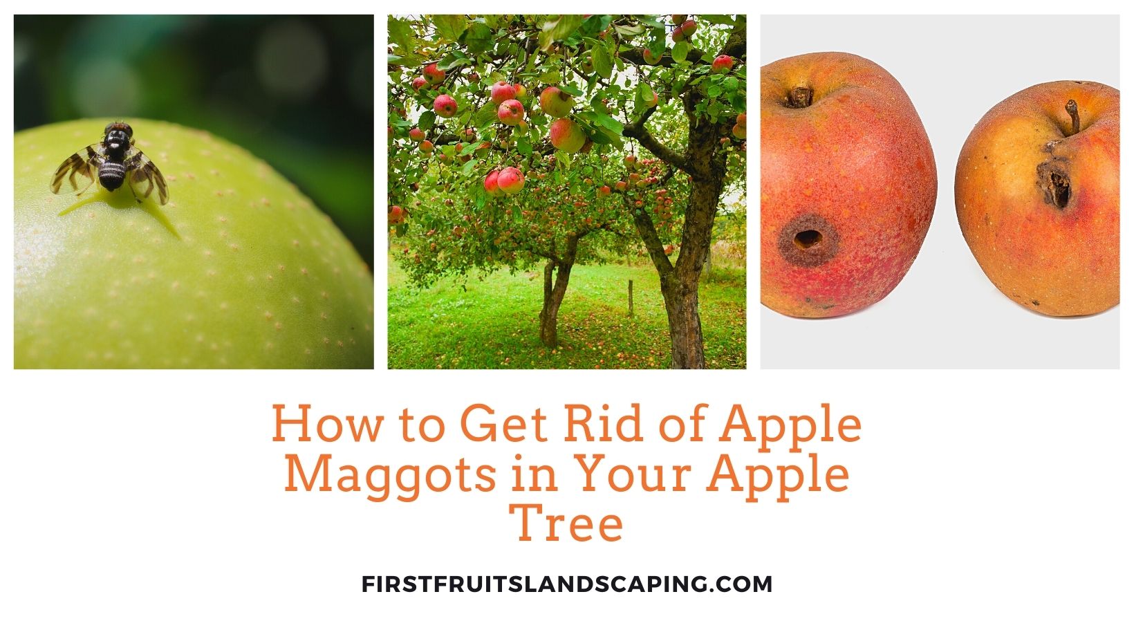 How to Get Rid of Apple Maggots in Your Apple Tree