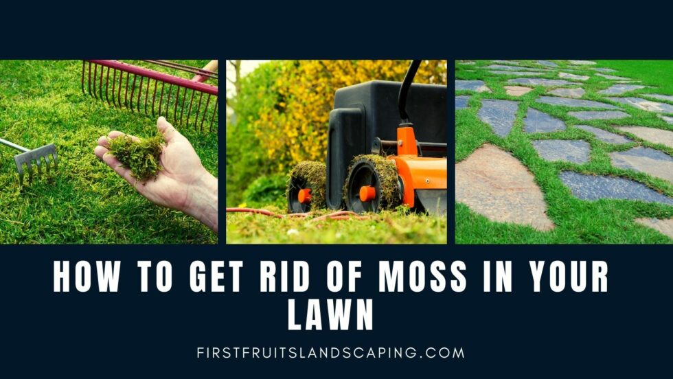 How to Get Rid of Moss in Your Lawn