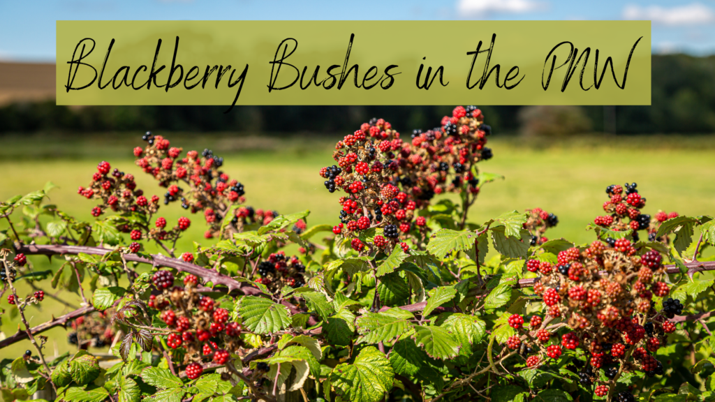 Blackberry Bushes, the Invasive PNW Plant FirstFruits Landscaping