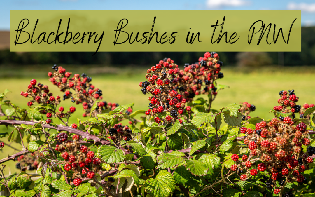 Blackberry Bushes, the Invasive PNW Plant