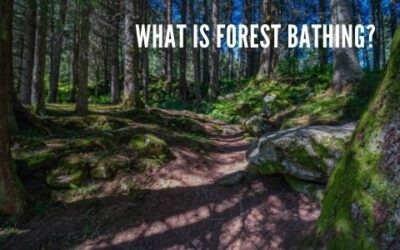 What is Forest Bathing?