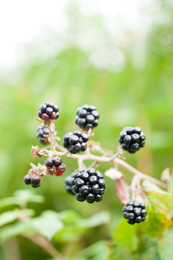 Blackberry Bushes, the Invasive PNW Plant