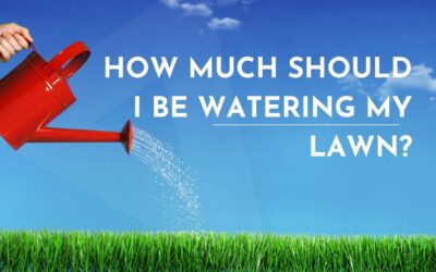 How Much Should I Be Watering My Lawn?