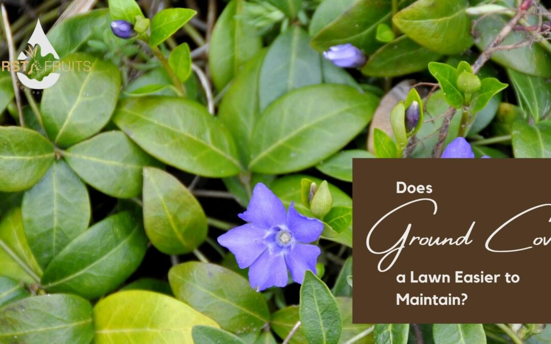 Does Ground Cover Make a Lawn Easier to Maintain