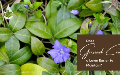 Does Ground Cover Make a Lawn Easier to Maintain?