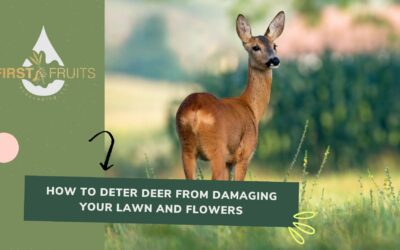 How to Deter Deer from Damaging Your Lawn and Flowers
