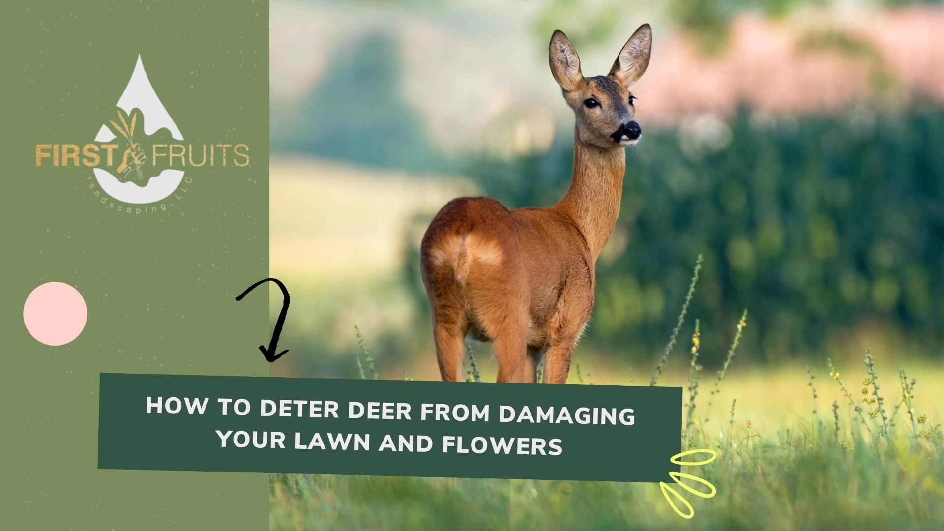 How to Deter Deer from Damaging Your Lawn and Flowers