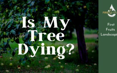 Is My Tree Dying?