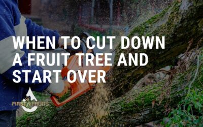 When to Cut Down a Fruit Tree and Start Over