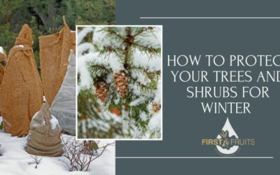 How To Protect Your Trees and Shrubs for Winter