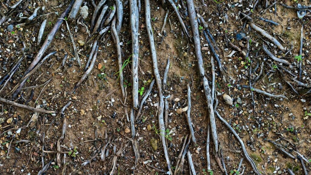 What Can Kill Trees in the Pacific Northwest?