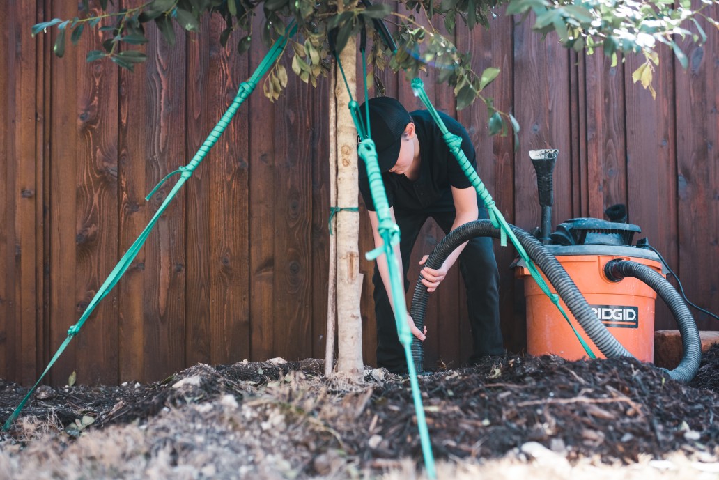 What Can Kill Trees in the Pacific Northwest?