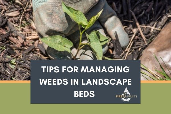 Tips for Managing Weeds in Landscape Beds