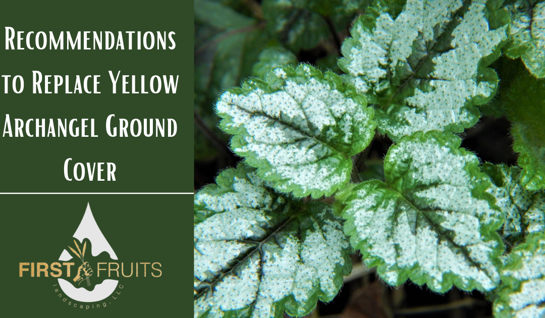 3 Recommendations to Replace Yellow Archangel Ground Cover