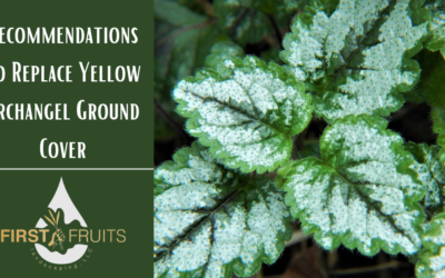 3 Recommendations to Replace Yellow Archangel Ground Cover
