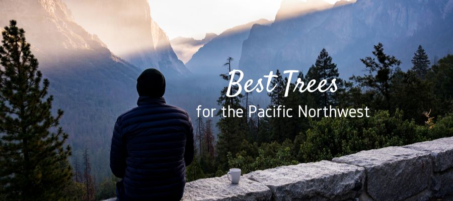 Best Trees to Plant in the Pacific Northwest
