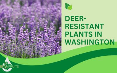 Deer-Resistant Plants in Washington