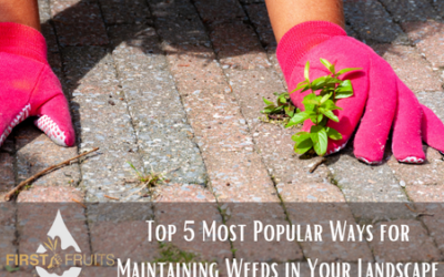 Top 5 Most Popular Ways for Maintaining Weeds in Your Landscape