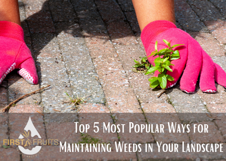 Top 5 Most Popular Ways for Maintaining Weeds in Your Landscape