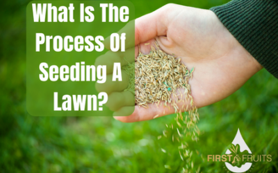 What Is The Process Of Seeding A Lawn?