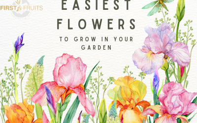 Easiest Flowers to Grow in your Garden