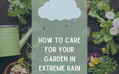 How To Care For Your Garden In Extreme Rain