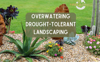 Overwatering Drought-Tolerant Landscaping, What You Need to Know