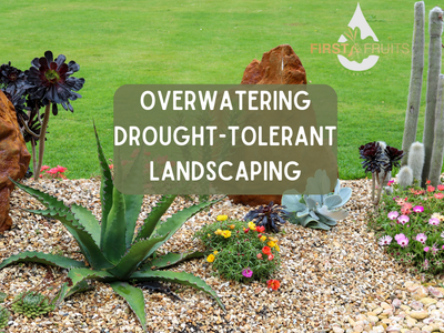 Overwatering Drought-Tolerant Landscaping