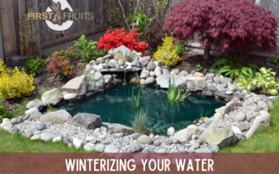 Winterizing Your Water Features as Temperatures Drop