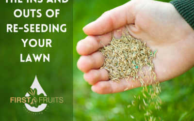 The Ins and Outs of Re-Seeding Your Lawn and How a Full-Service Landscape Company Can Help