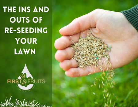 The Ins and Outs of Re-Seeding Your Lawn