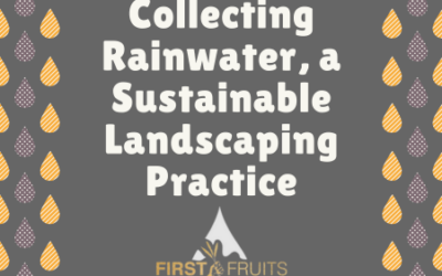 Collecting Rainwater, a Sustainable Landscaping Practice